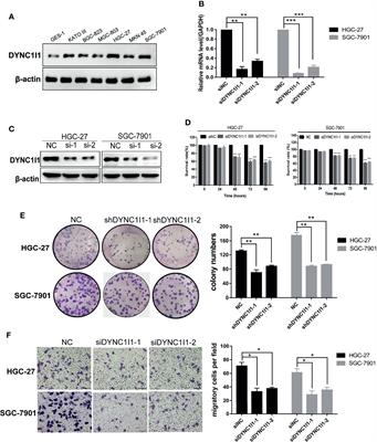 Corrigendum: DYNC1I1 Promotes the Proliferation and Migration of Gastric Cancer by Up-Regulating IL-6 Expression